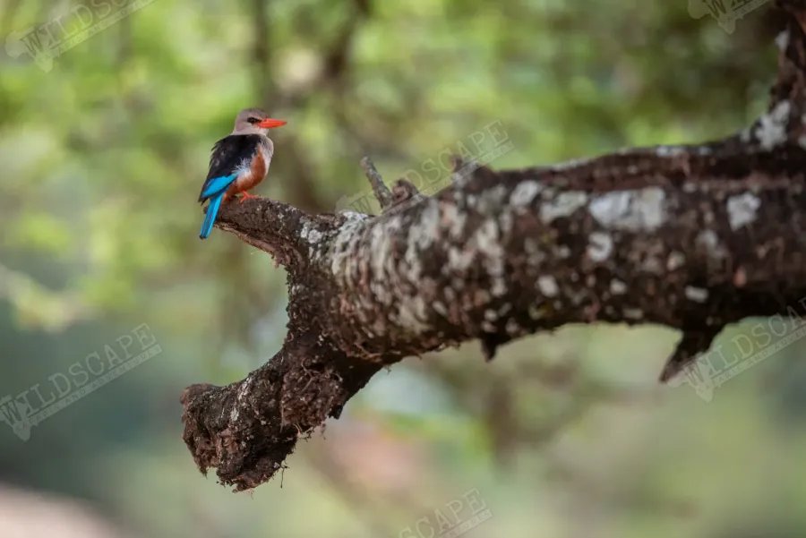 A kingfisher with an orange breast on a branch