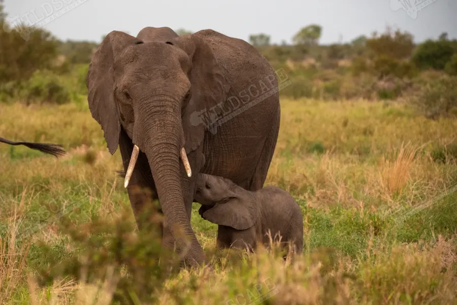 A herd of elephants with a calf moving across the savannah