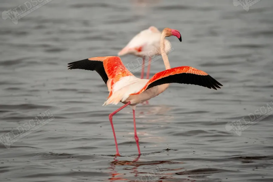 Two flamingos in shallow water, one with wings spread