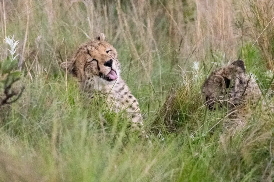 A cheetah in tall grass with a second one behind