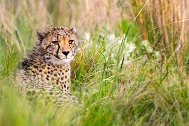 Portrait of a cheetah with clearly visible tear marks
