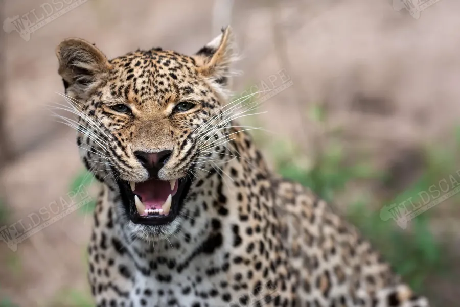 A leopard snarling with bared teeth