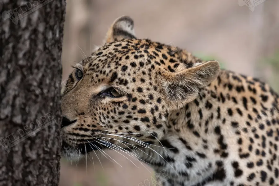 Head of a leopard in profile against a tree trunk