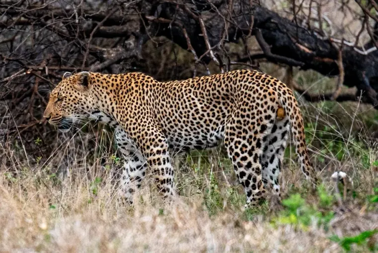 A leopard standing side-on in tall grass in front of dead branches