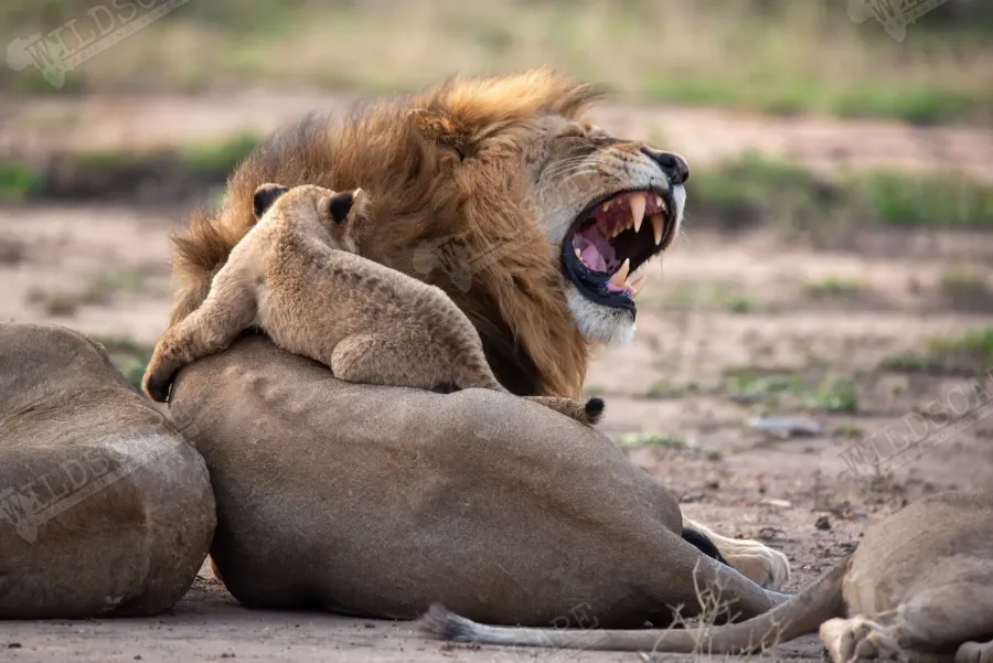 A yawning lion with a cub climbing on his back