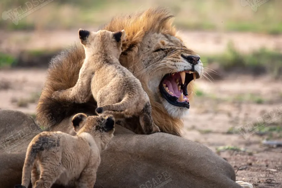 A lion with wide-open mouth, two cubs playing around him