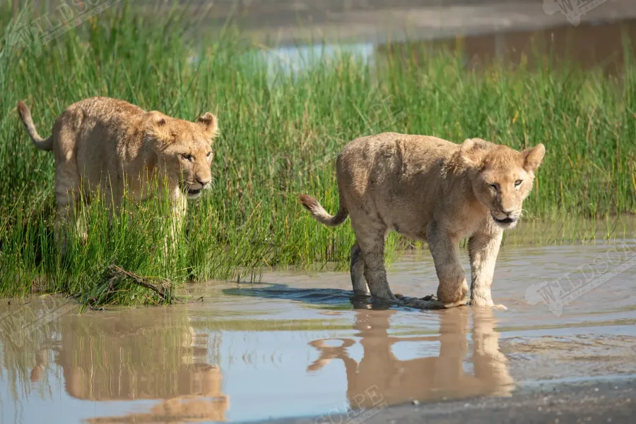 Two lion cubs standing in the shallow water of a pan