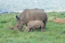 A white rhino with its calf on a grassy plain
