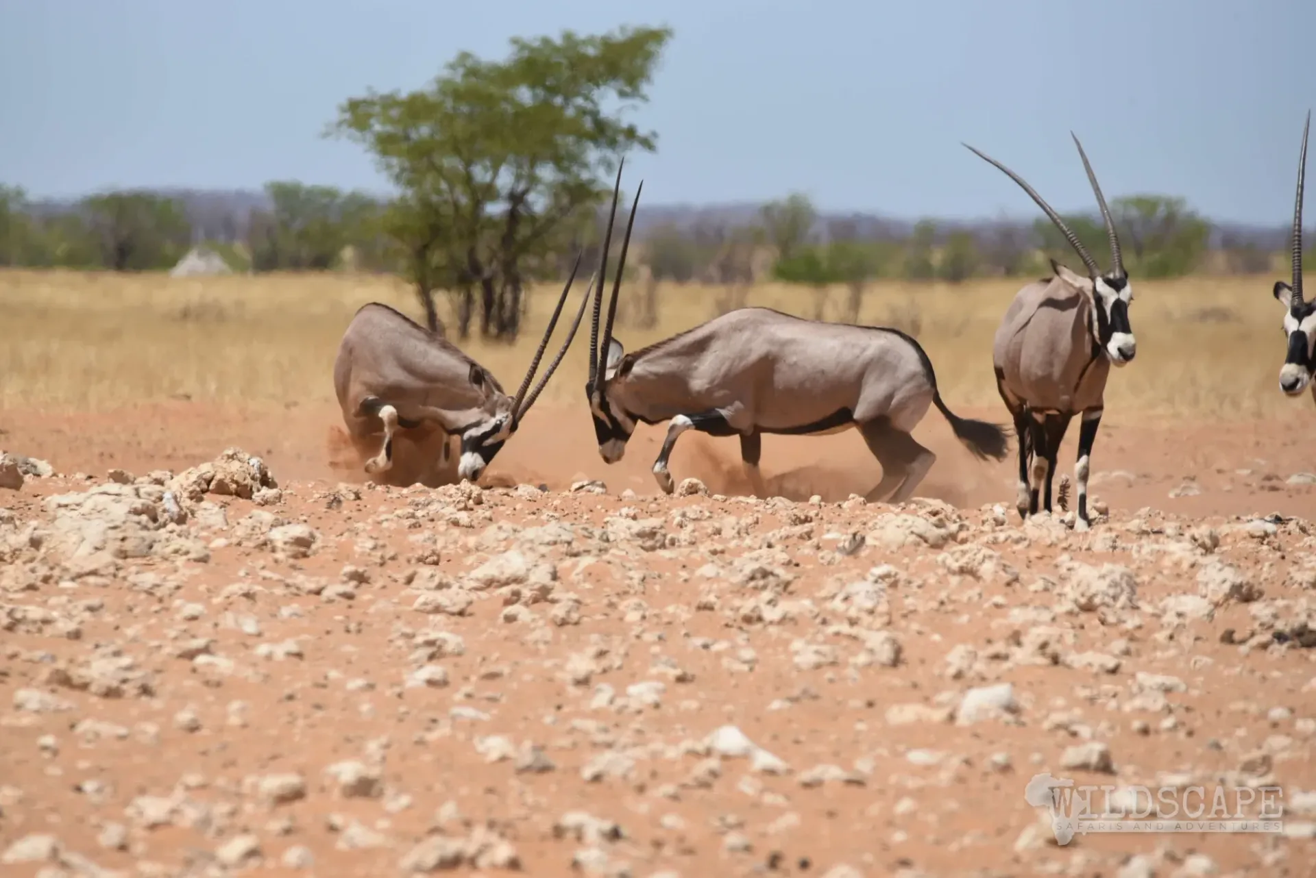 Oryx at a waterhole in front of dry hills