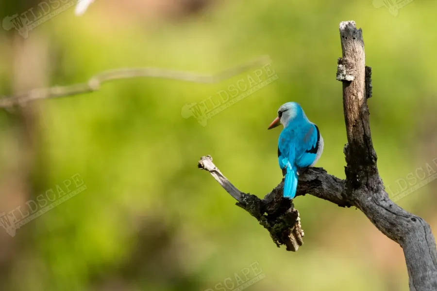 A blue-plumaged bird perched on a dead branch