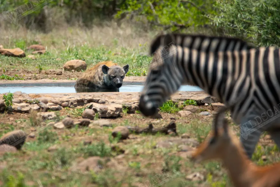 A spotted hyena lying in a waterhole, a zebra in the foreground